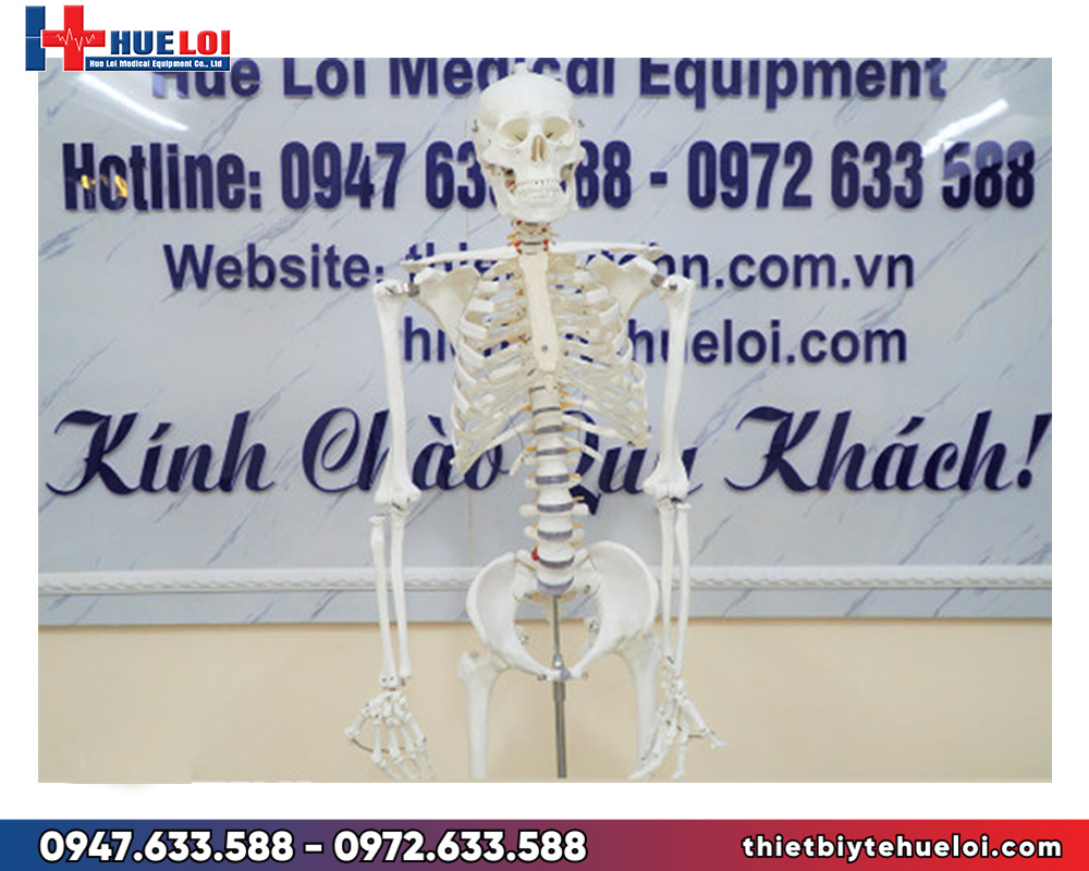 Mô hình xương người kèm rễ thần kinh 170cm